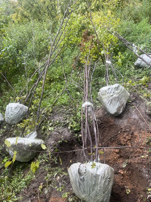 Клён татарский и остролистный