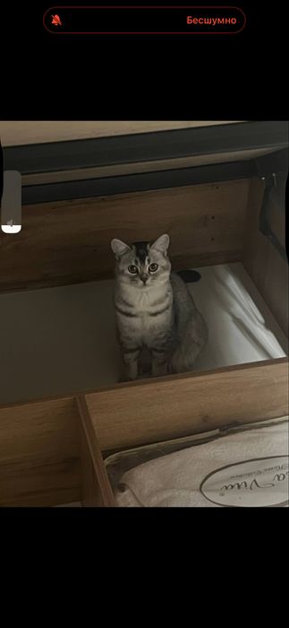 Шотландская прямоухая(скоттиш страйт)
