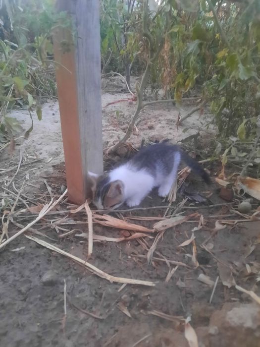 Отдам котят в хорошие руки