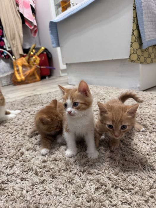 Отдам котят в добрые руки