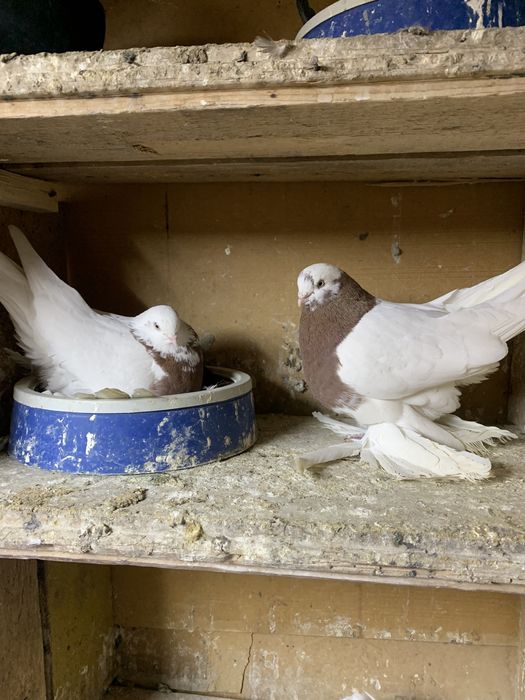 Голуби на продажу разной масти
