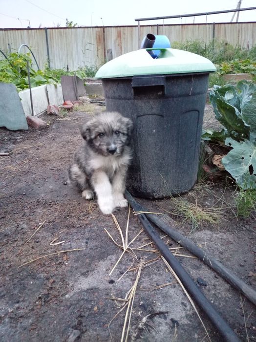 Отдам щенка бесплатно