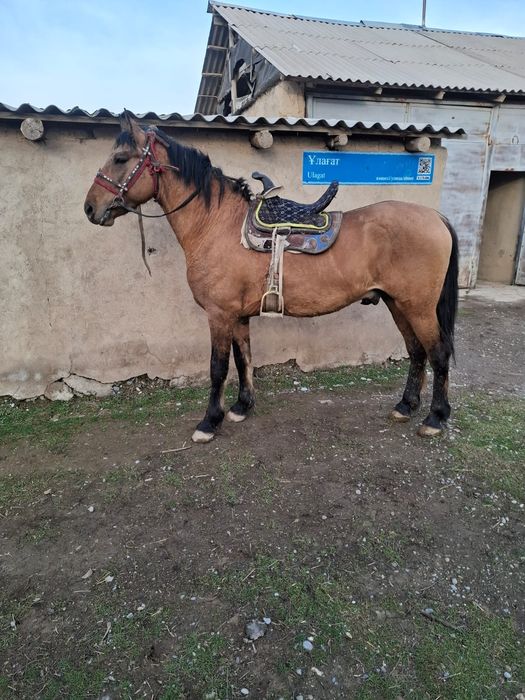 Жылкы сатылады Лошадь продам