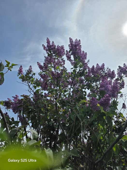 Есть сирень и ландыши в наличии