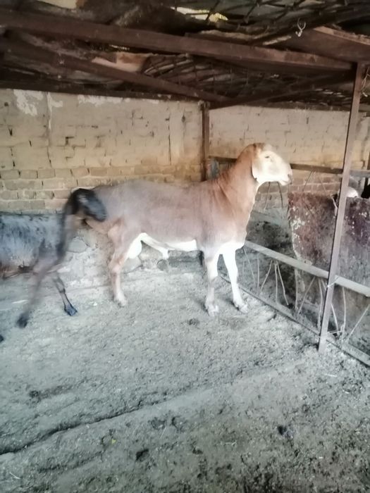қой сотаман арашан хисори