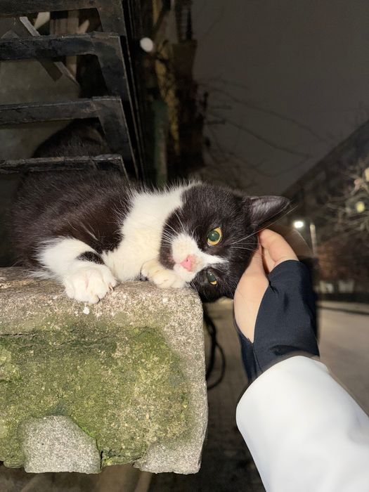 осинови пухкаво котенце