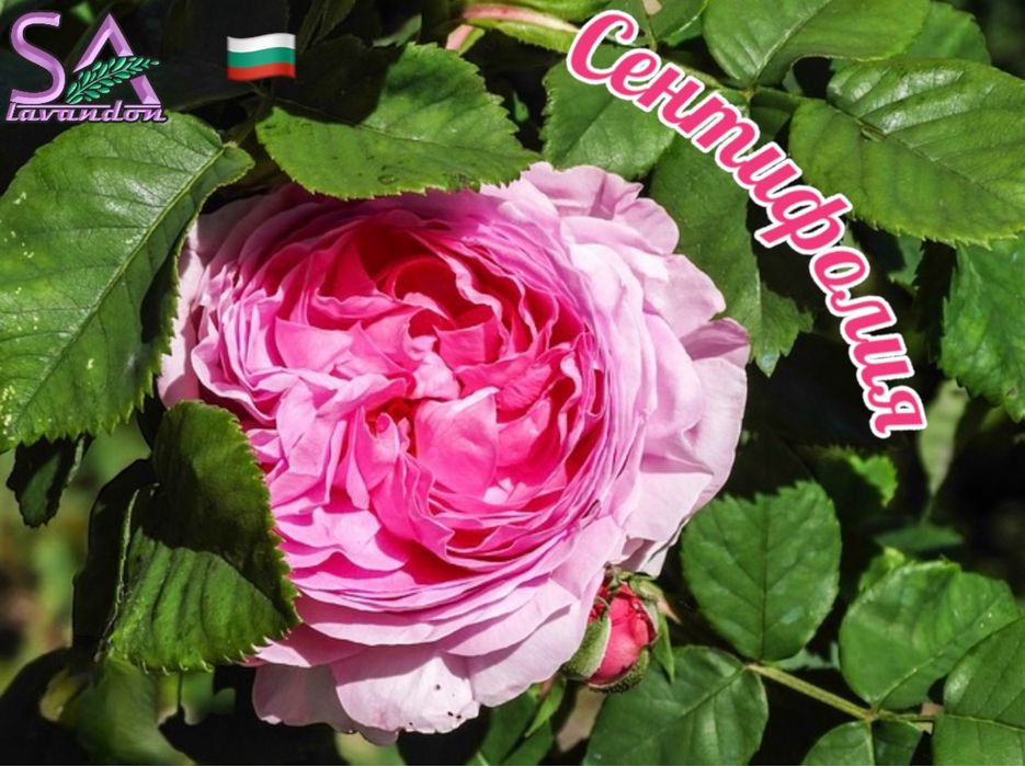 Разсад Маслодайни Рози-Дамасцена,Сентифолия и Алба