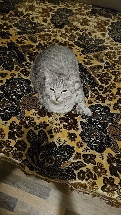 Отдам кошечку в хорошие руки