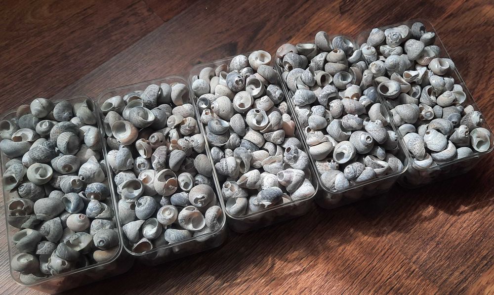 Морски раковини охлювчета