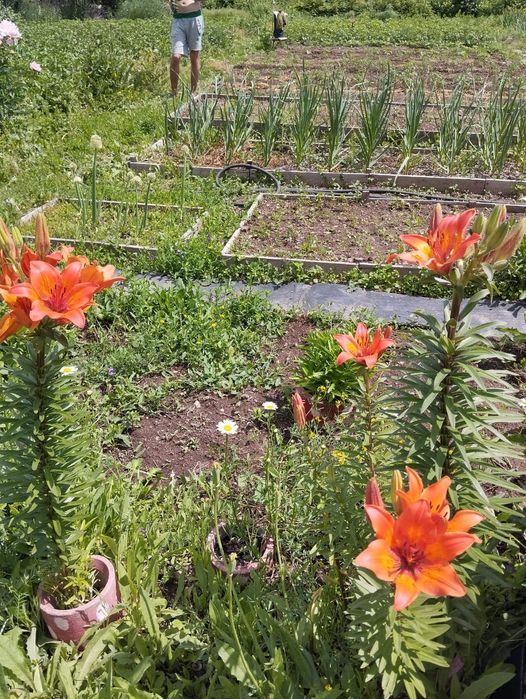 Продаю Дачу Уралочка