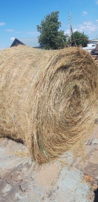 Продам Сено луговое зеленое