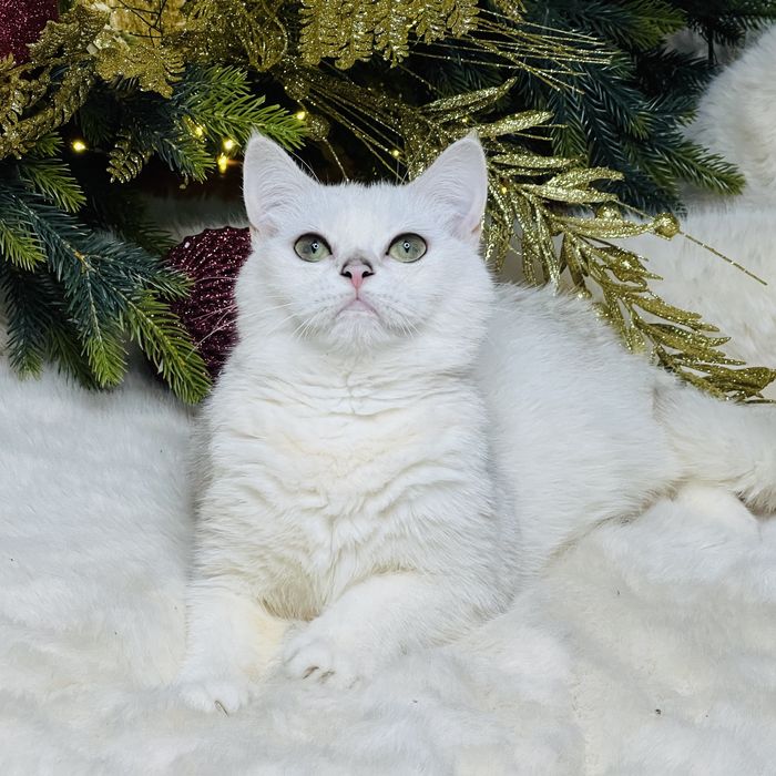 БЕРЕМЕННАЯ британка шиншилла