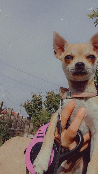 Чихуахуа Женско Кученце