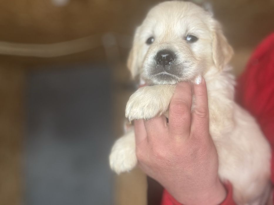 Золотистый ретривер