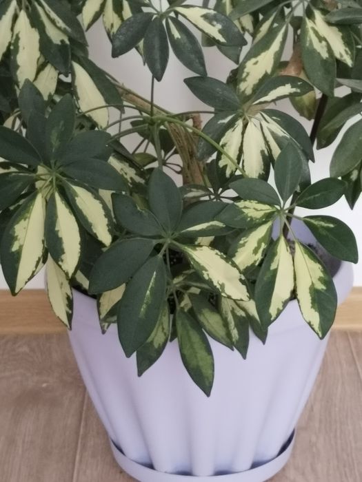 Домашние цветы Шефлера