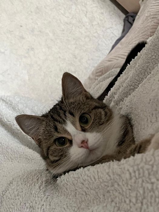 Котенок девочка отдам бесплатно