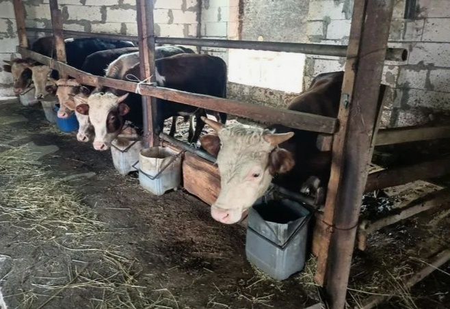 Продам бычков 25 голов
