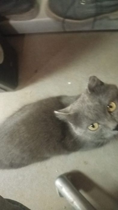 Котик в добрые руки