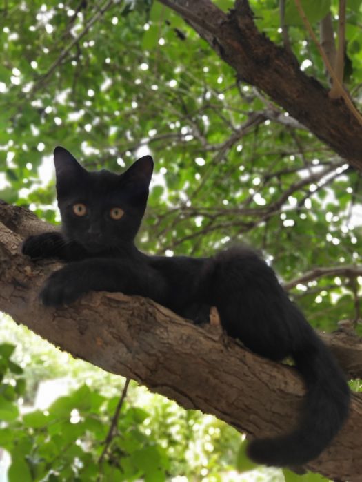 Котята воспитанные, ухоженные
