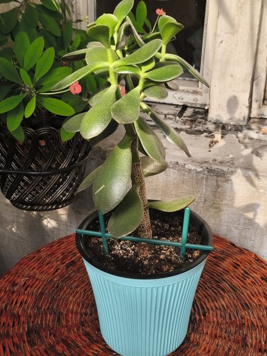 Денежное дерево продам