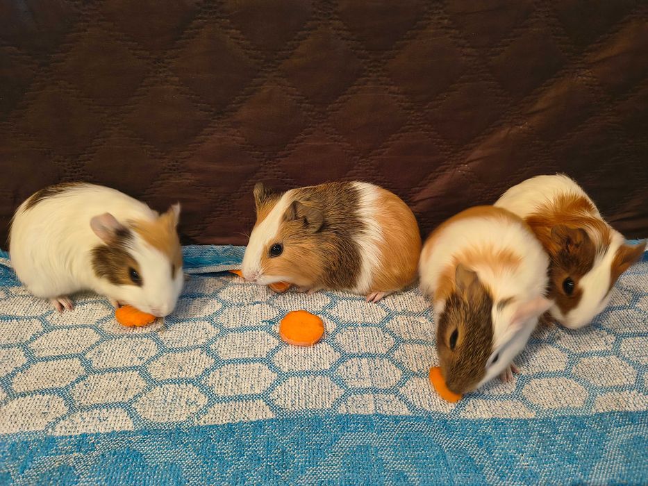 Vând porcușori de Guineea