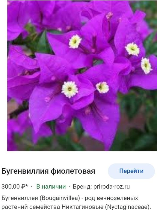 Бугенвилия 5ти расцветок.Комнатные цветы в наличии.