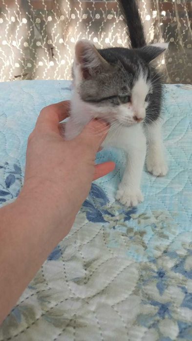 Продаются домашние котята