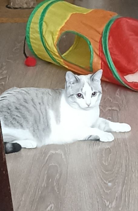 Кошечку в самые добрые ответственные руки
