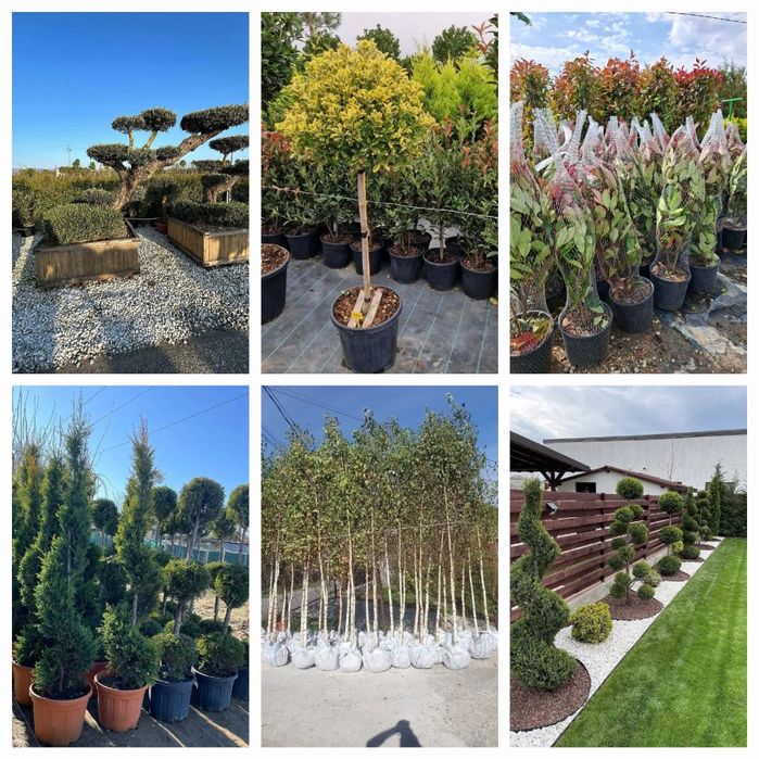 Vând mesteacăn alb și copaci ornamentali