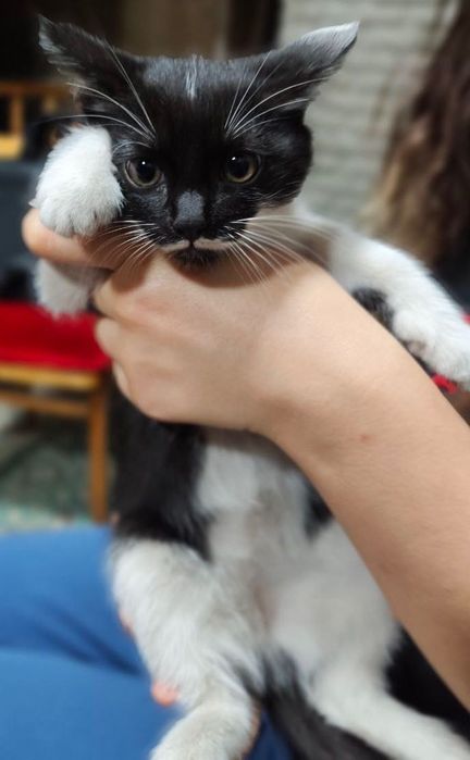 Котята ищут дом, 3 мальчика, в добрые руки