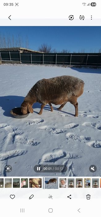 Арашан бугоз куйла сотилади