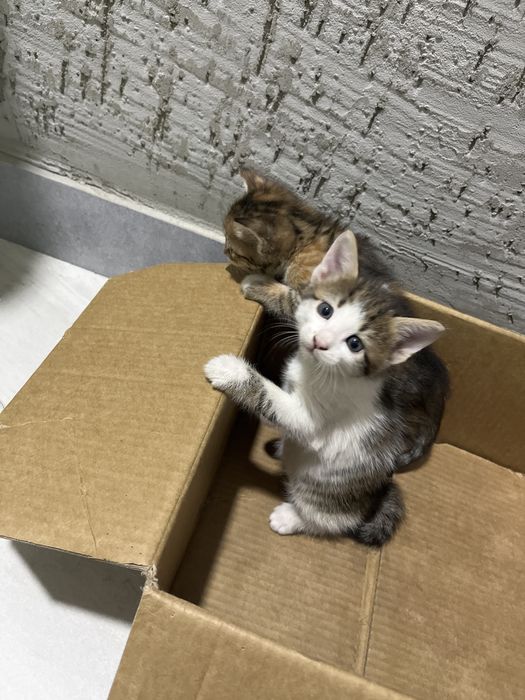 Отдам котят в добрые руки