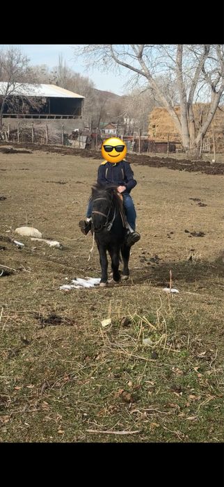 Пони , продам пони