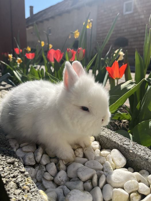 Iepurasi pitici cap de leu