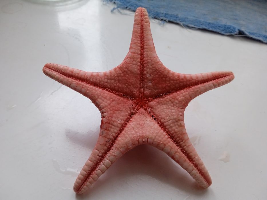Морская звезда красная