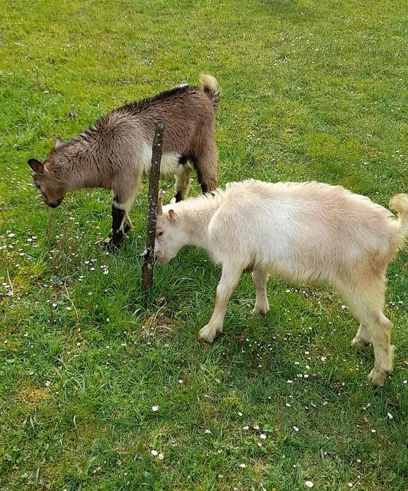 Vând 2 iezii blânzi