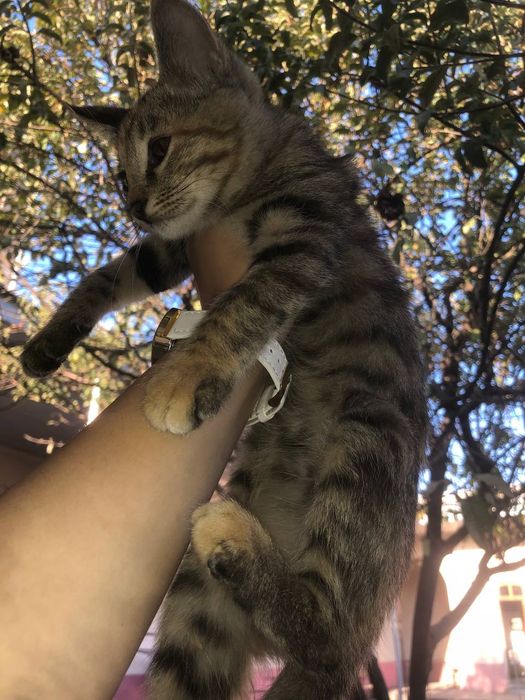 Mushuk bolalari hadiyaga beriladi