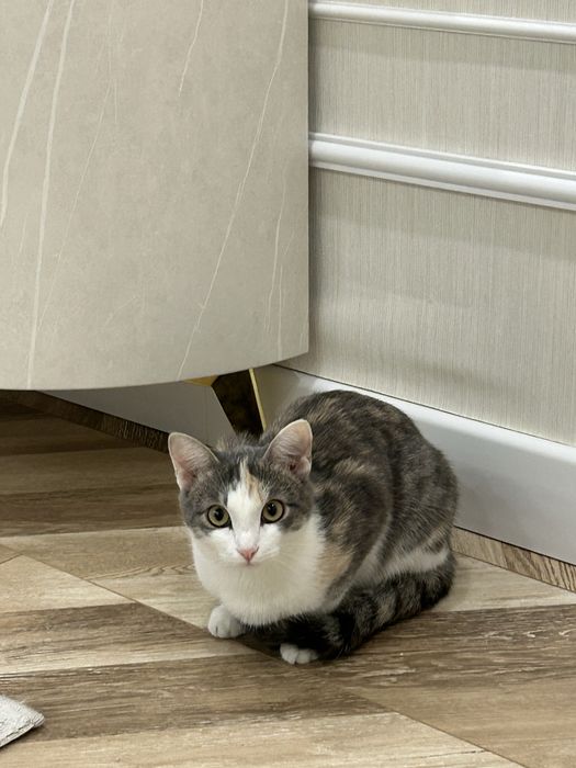 Отдам даром домашнию кошку