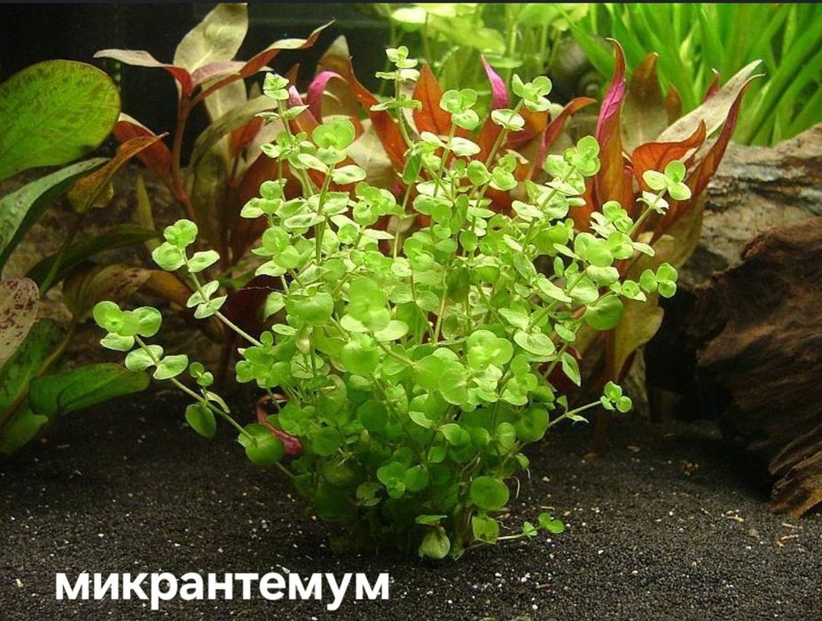 Растения для аквариума без Co2