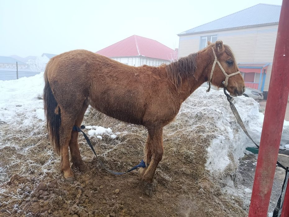 Продам в п.Талапкер байтал