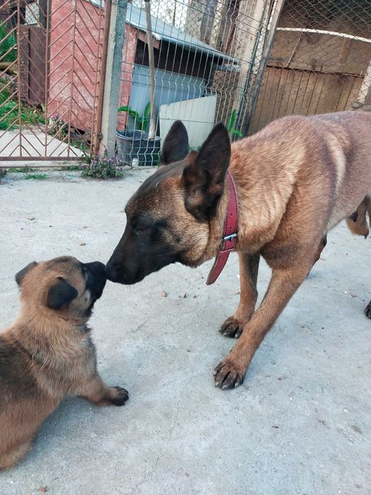 Ciobanesc belgian MALINOIS