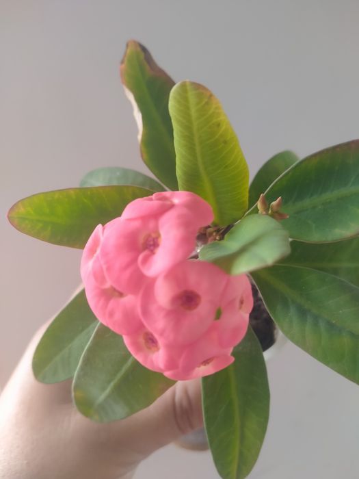 Молочай и женское счастье