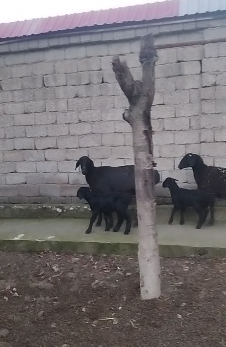 Куй qo'y сотилади она бола