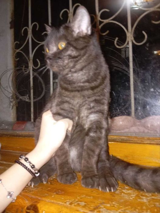 Красивые кошки разных цветов и пород