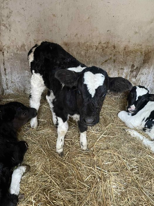 4 женски 1 мъжко