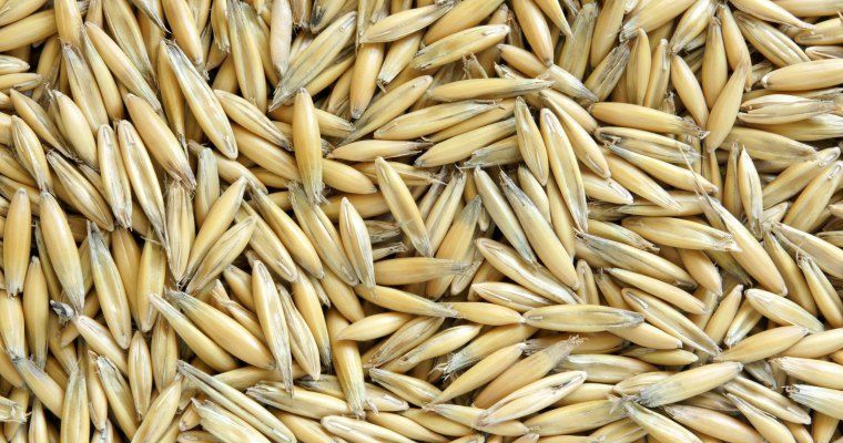 Vand ovaz - productie proprie