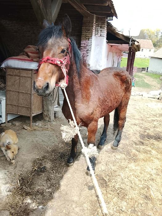 Vând mânză 2 ani preț 42 de milioane