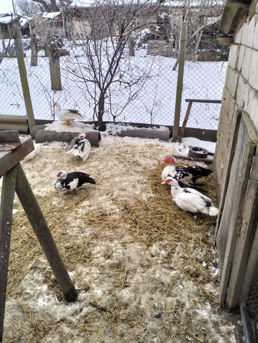 Vînd rațe mute  45 ron