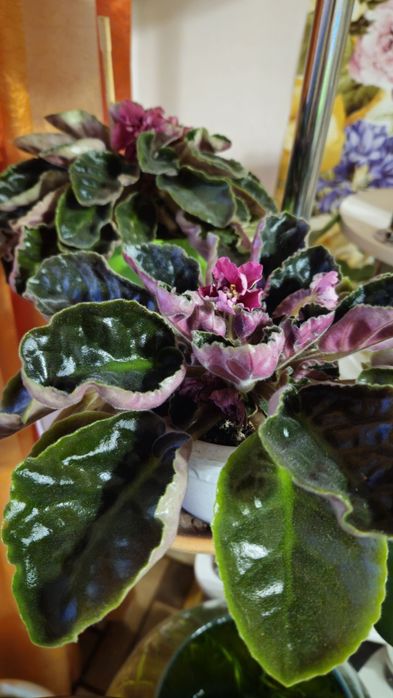 Недорого продам  комнатные цветы