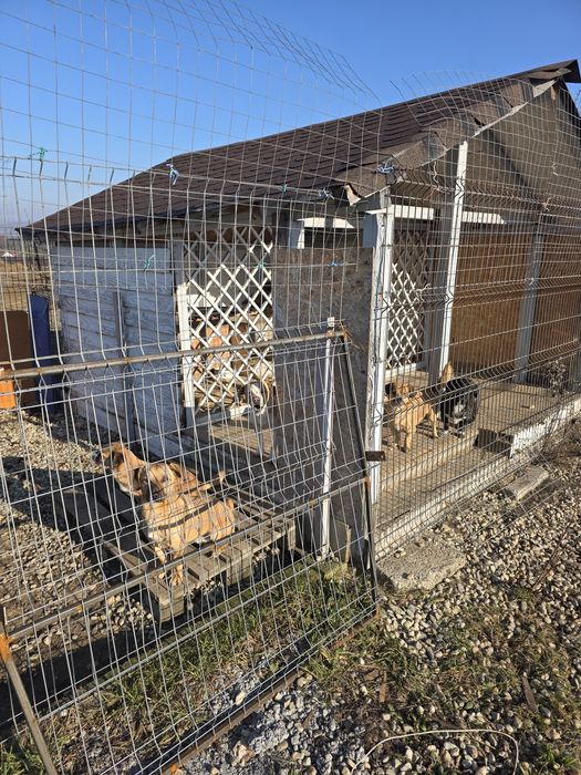 Donez catei de talie mica